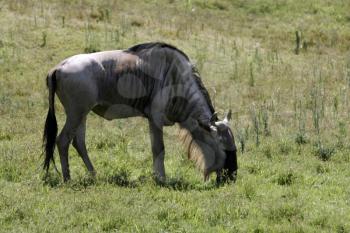 Royalty Free Photo of a Wildebeest