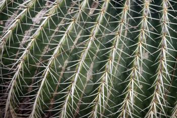 Royalty Free Photo of a Barrel Cactus