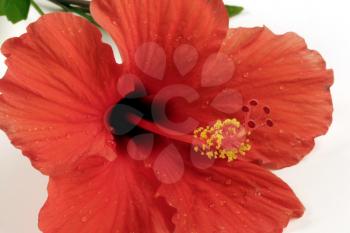 Royalty Free Photo of a Red Hibiscus Flower