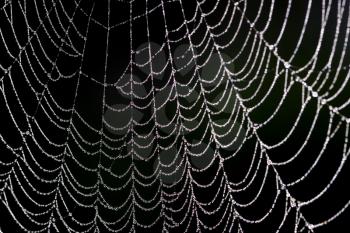 Royalty Free Photo of a Spider Web