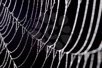 Royalty Free Photo of a Spider Web