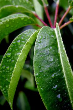 Royalty Free Photo of Morning Dew on a Plant