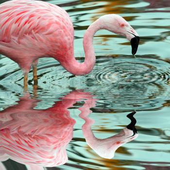 Royalty Free Photo of a Flamingo 