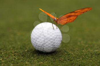 Royalty Free Photo of a Butterfly on a Golf Ball