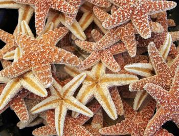 Royalty Free Photo of a Bunch of Starfish