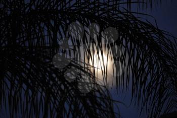 Royalty Free Photo of Palm Frond and Full Moon