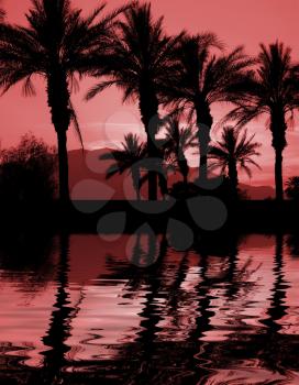 Royalty Free Photo of Palm Trees at Sunset