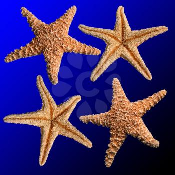 Royalty Free Photo of a Bunch of Starfish