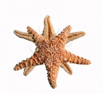 Royalty Free Photo of Starfish