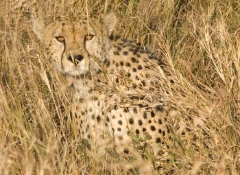 Royalty Free Photo of a Cheetah