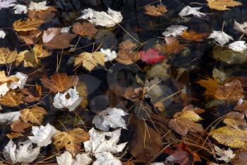 Royalty Free Photo of Fall Leaves in a Pond