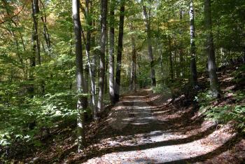 Royalty Free Photo of a Trail in a Forest