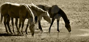 Royalty Free Photo of Horses at a Watering Hole