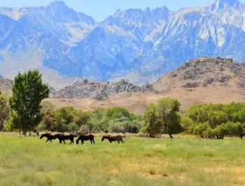 Royalty Free Photo of Horses in the High Sierras
