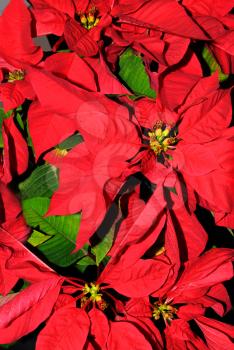 Royalty Free Photo of Red Poinsettias