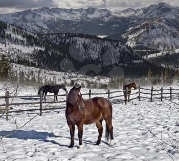 Royalty Free Photo of Horses, Snow and Mountains