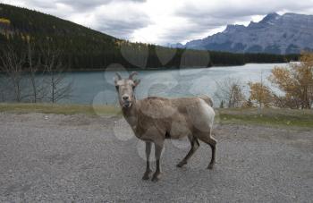 Sheep roam at Two Jack Lake, near Lake Minnewanka and Banff, Alberta, Canada.