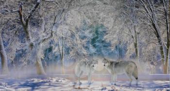 Two wolves stand in a snow-covered stand of trees in Yellowstone National Park, Montana, USA.
