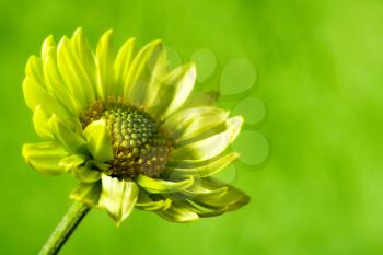 Royalty Free Photo of a Flower on Green