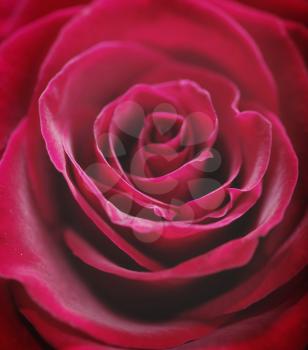 Royalty Free Photo of a Red Rose Closeup