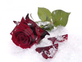 Royalty Free Photo of a Rose on Snow