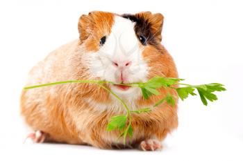 Royalty Free Photo of a Guinea Pig With Parsley