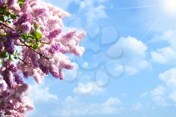 lilacs tree against blue skies and sun, abstract backgrounds