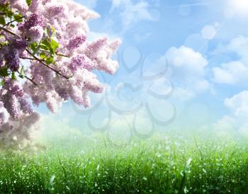 Abstract summer and spring backgrounds with lilac tree