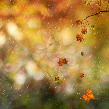 Fallen leaves and rain in the autumn forest, natural backgrounds