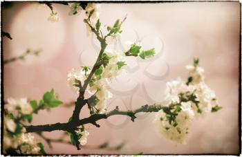 Sakura flowers. Abstract asian grungy backgrounds for your design