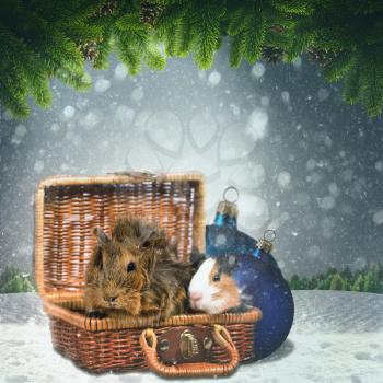 Royalty Free Photo of a Garland and a Snowy Landscape With Guinea Pigs in a Basket