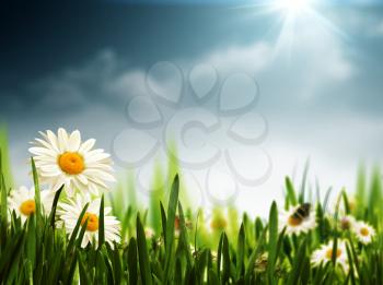 Bright summer afternoon. Natural backgrounds 