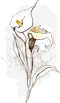 Royalty Free Clipart Image of a Calla Lily