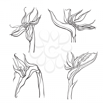 Outline Collection of hand drawn flowers and plants. Monochrome vector illustrations in sketch style, isolated on white background. Monochrome realistic illustration