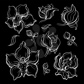 Floral set, Orchids. Design element. Beautiful Hand Drawn illustration