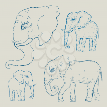 Elephant. Hand drawn Vector illustration, Vintage style