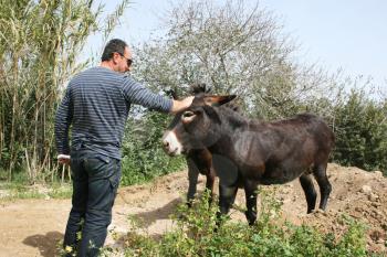 Royalty Free Photo of a Man Petting a Donkey