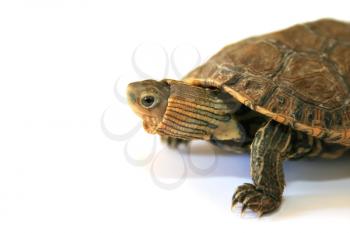 Royalty Free Photo of a Turle
