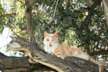 Royalty Free Photo of a Cat in a Tree