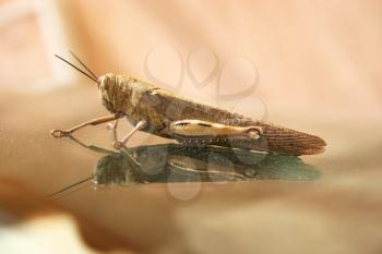 Royalty Free Photo of a Grasshopper