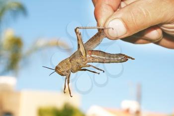 Royalty Free Photo of a Person Holding a Grasshoper