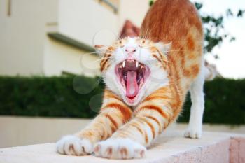 Royalty Free Photo of a Cat Yawning