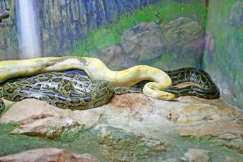 Royalty Free Photo of Python Snakes