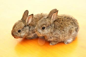 Royalty Free Photo of Two Rabbits