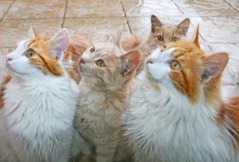 Royalty Free Photo of a Bunch of Cats