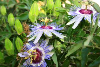 Royalty Free Photo of Passion Flowers