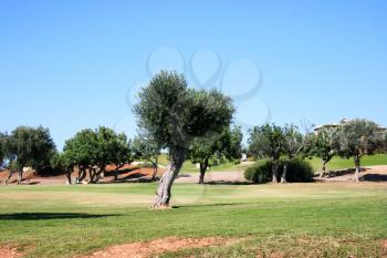 Royalty Free Photo of Trees in a Cyprus Village