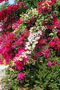 Royalty Free Photo of Fougainvillea Flowers