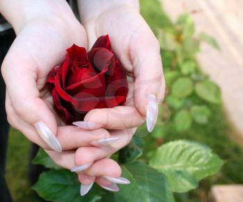 Royalty Free Photo of a Woman Holding a Rose