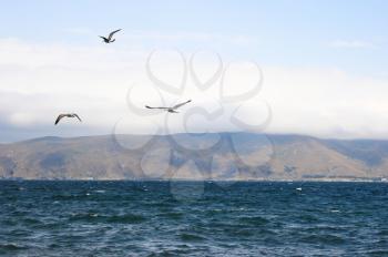 Royalty Free Photo of Seagulls Over Lake Sevan